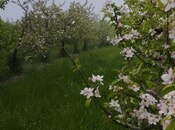Продаётся  участок 115 сот, photo 6 from 8