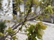Продаётся 3-комн. дом/дача 60 м², пос. Ени Романы, photo 7 from 7