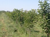 Участок - Барда - 149 сот