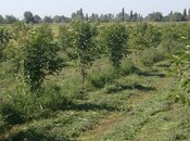 Участок - Барда - 149 сот