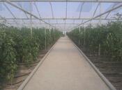 Elan №6144301 - Salyan, Salyan, 500000 m²
