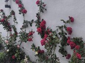 İcarəyə verilir 5 otaqlı həyət evi/bağ evi 210 m², Novxanı q., photo 7 from 8