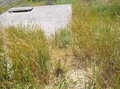 Satılır  torpaq 3 sot, Badamdar q., photo 1 from 5