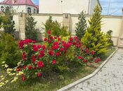 Сдаётся 5-комн. дом/дача 400 м², пос. Мардакан, photo 5 from 8