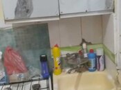 İcarəyə verilir 1 otaqlı həyət evi/bağ evi 40 m², 28 May m., photo 5 from 8
