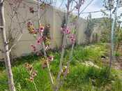 İcarəyə verilir 6 otaqlı həyət evi/bağ evi 250 m², Nardaran q., photo 7 from 8