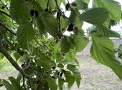Продаётся 3-комн. дом/дача 75 м², пос. Новханы, photo 5 from 8