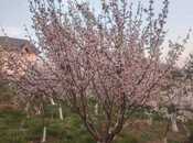 Satılır 4 otaqlı həyət evi/bağ evi 180 m², Saray q., photo 4 from 8