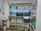 Сдаётся  объект 65 м², м. Элмляр Академиясы, photo 4 from 8
