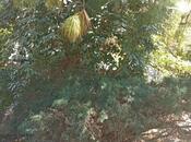 Satılır  torpaq 2 sot, Badamdar q., photo 7 from 8
