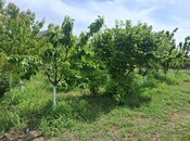 Satılır  torpaq 16 sot, Görədil q., photo 1 from 8