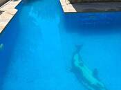 İcarəyə verilir 4 otaqlı həyət evi/bağ evi 250 m², Fatmayı q., photo 4 from 8
