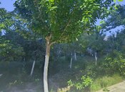 Elan №6204546 - Naxçıvan MR, Naxçıvan MR, 22 sot