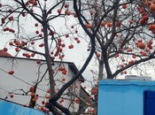 Satılır 3 otaqlı həyət evi/bağ evi 70 m², Sabunçu q., photo 4 from 8