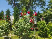 Elan №6207213 - Şabran, Şabran, 5 otaqlı, 200 m²