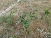 Satılır  torpaq 6 sot, Qala q., photo 5 from 5