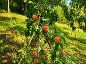 Продаётся  участок 14 сот, photo 4 from 8