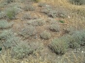 Продаётся  участок 3 сот, пос. Бадамдар, photo 5 from 5