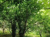 Продаётся  участок 8 сот, Набрань р., photo 6 from 8