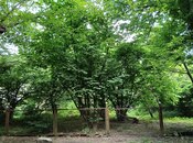 Продаётся  участок 8 сот, Набрань р., photo 4 from 8