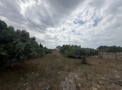 Satılır  torpaq 6 sot, Albalılıq q., photo 2 from 2