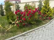 Сдаётся 6-комн. дом/дача 450 м², пос. Мардакан, photo 5 from 8