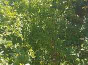 Продаётся  участок 2 сот, пос. Бадамдар, photo 5 from 8