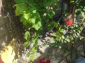İcarəyə verilir 3 otaqlı həyət evi/bağ evi 70 m², Zabrat q., photo 7 from 8