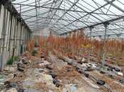 Продаётся  объект 1 000 м², пос. Говсан, photo 5 from 8