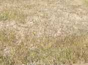 Продаётся  участок 10 сот, пос. Новханы, photo 2 from 3