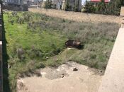Satılır  torpaq 12 sot, Badamdar q., photo 1 from 4