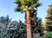 Satılır  torpaq 5 sot, Şüvəlan q., photo 7 from 7