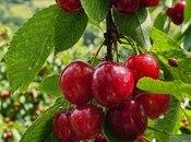 Продаётся  участок 200 сот, photo 5 from 7