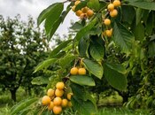 Продаётся  участок 200 сот, photo 6 from 7