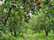 Продаётся  участок 200 сот, photo 7 from 7