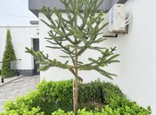 İcarəyə verilir 4 otaqlı həyət evi/bağ evi 280 m², Xəzər r., photo 3 from 8