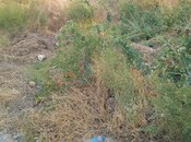 Satılır  torpaq 6 sot, Badamdar q., photo 2 from 3