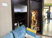 Сдаётся  объект 36 м², м. Сахил, photo 2 from 7