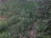 Продаётся  участок 6 сот, м. Ахмедлы, photo 8 from 8