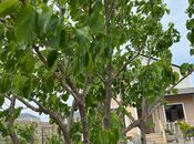 Satılır 4 otaqlı həyət evi/bağ evi 200 m², Nardaran q., photo 7 from 8