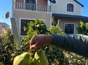 Satılır 4 otaqlı həyət evi/bağ evi 200 m², Nardaran q., photo 1 from 8