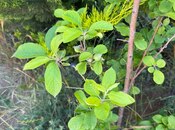 Продаётся  участок 12 сот, пос. Нардаран, photo 8 from 8