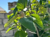 Продаётся  участок 12 сот, пос. Нардаран, photo 7 from 8