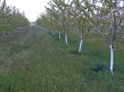 Продаётся  участок 80 сот, photo 5 from 8