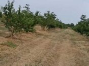 Satılır  torpaq 127 sot, Xaçmaz r., photo 5 from 7