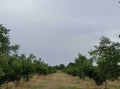 Satılır  torpaq 127 sot, Xaçmaz r., photo 3 from 7