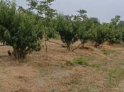 Satılır  torpaq 127 sot, Xaçmaz r., photo 6 from 7