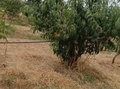Satılır  torpaq 127 sot, Xaçmaz r., photo 7 from 7