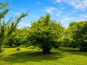 Продаётся  участок 4 сот, photo 8 from 8