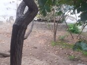 Satılır 4 otaqlı həyət evi/bağ evi 100 m², Biləcəri q., photo 4 from 8